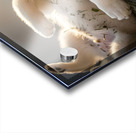 Happy Herb Covered Husky Puppy Acrylic print