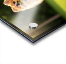 Tired Pomeranian Puppy Resting After Playful Chase Acrylic print