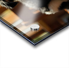 Playful Border Collie Puppy Interacts With Book Pages Acrylic print