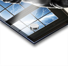 Cane Corso Puppy Seeks Shelter Under Table Acrylic print