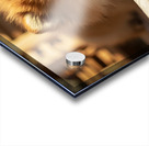 Alert Pomeranian Ready For Adventure Acrylic print