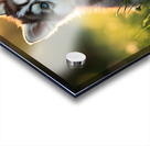 Butterfly Lands Gently On Husky Puppys Nose Acrylic print