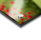 Boston Terrier Puppy And Butterfly Rest Together In Garden Acrylic print