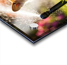 Happy Corgi Puppy Rests After Sprinkler Adventure Acrylic print