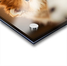 Pomeranian Puppys Cozy Morning Spot Acrylic print