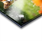 Corgi Puppy Discovers The Magical Water Fountain Acrylic print