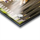 Curious Pomeranian Puppy Spots Something In The Sky Acrylic print