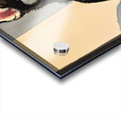 Sleepy Husky Puppy Naps On Cozy Windowsill Acrylic print