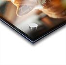 Corgi Puppy Takes Shelter From Heavy Rain Acrylic print