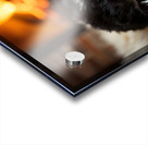 Happy Border Collie Puppy Enjoys Perfect Evening By The Fire Acrylic print