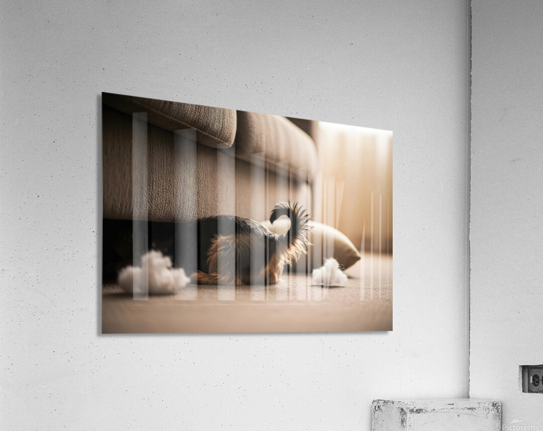 Brown Yorkshire Terrier Puppy Hiding Under Couch After Mess Acrylic Print