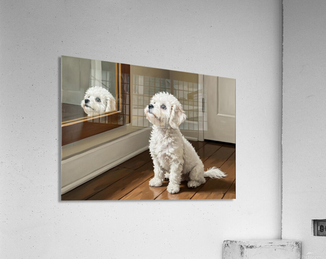 Curious White Bichon Frise Puppy Discovers Mirror For First Time Acrylic Print