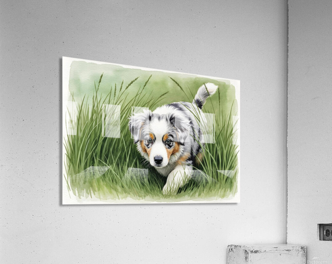 Blue Merle Australian Shepherd Puppy Searches Through Tall Grass Acrylic Print