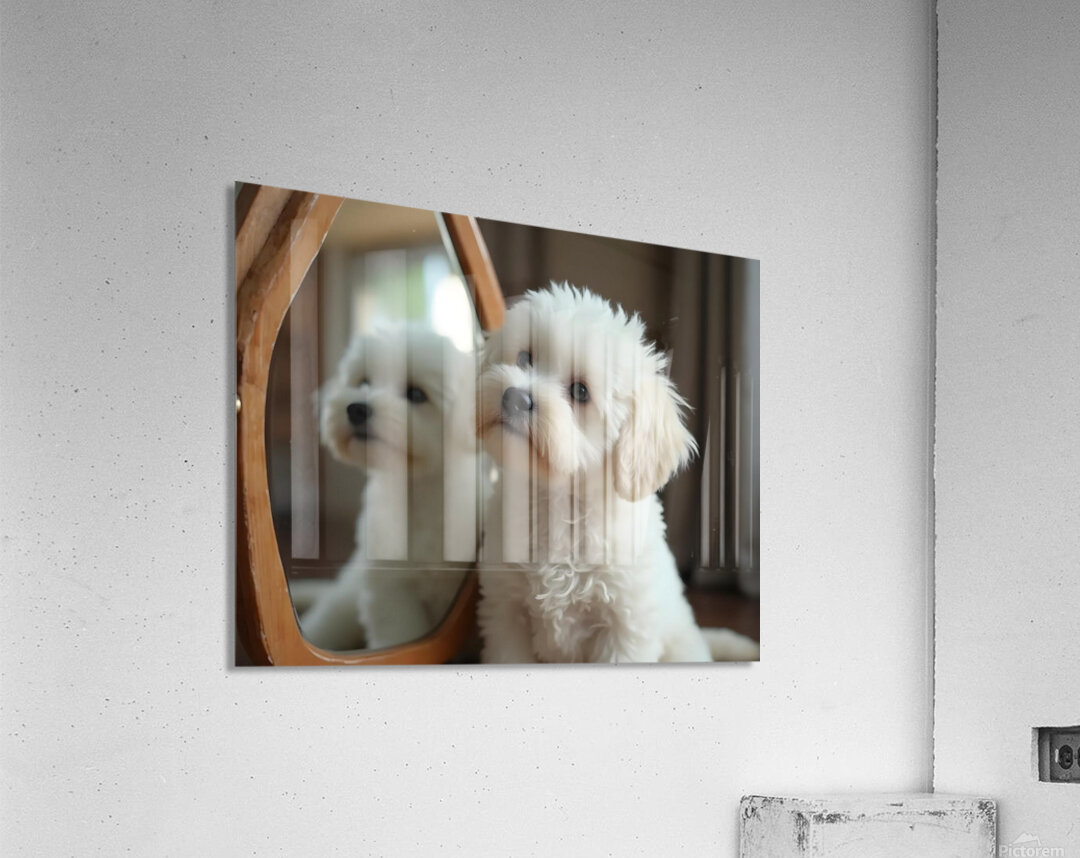 Thoughtful Bichon Frise Puppy Contemplates Its Mirror Reflection Acrylic Print