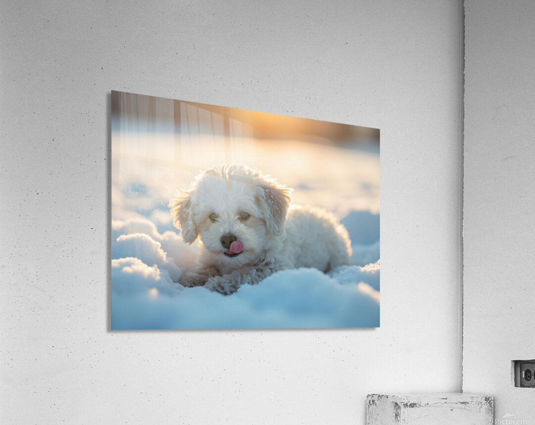Content White Bichon Frise Puppy Resting After Snow Play Session Acrylic Print