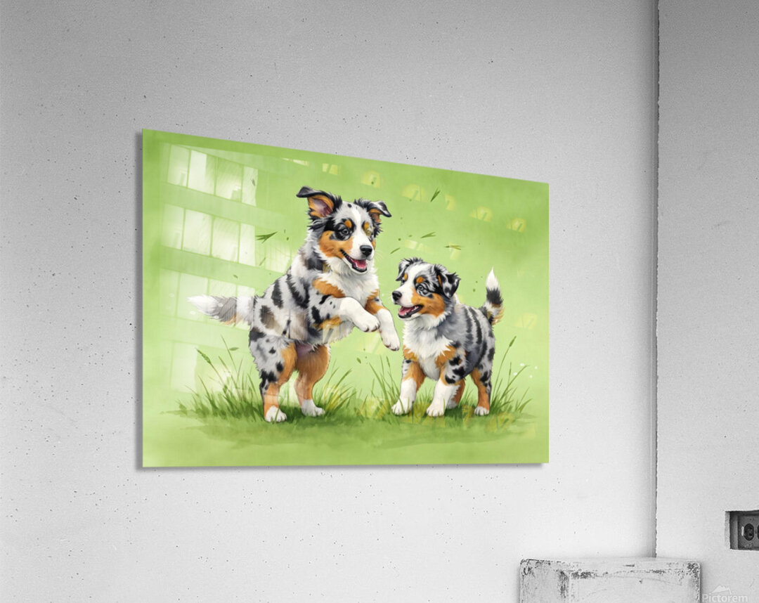 Blue Merle Australian Shepherd Puppies Playing Together Acrylic Print
