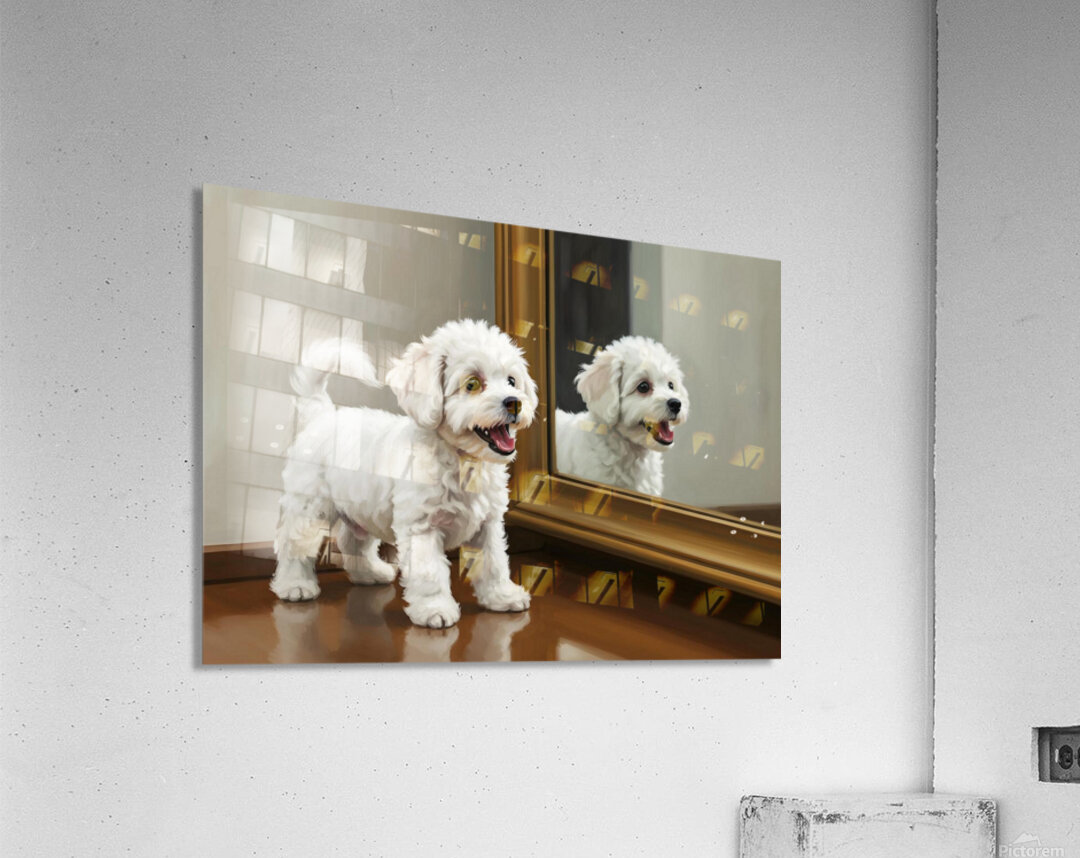 Playful White Bichon Frise Puppy Invites Mirror Reflection To Play Acrylic Print