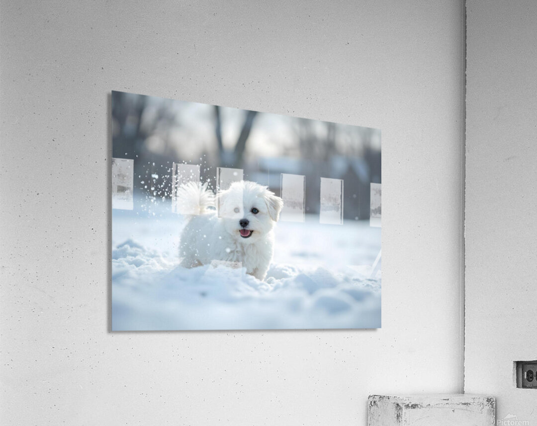 White Bichon Frise Puppy Discovers Fresh Snow In Winter Yard Acrylic Print