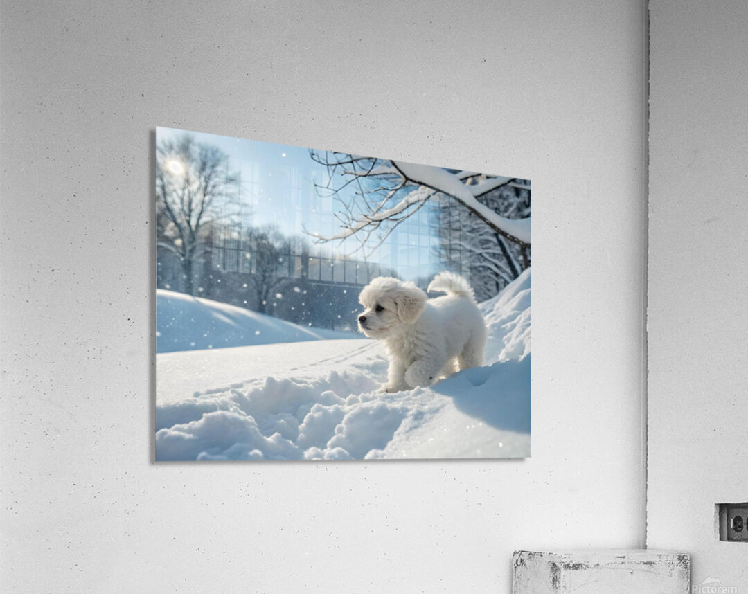Curious White Bichon Frise Puppy Takes First Steps Into Deep Snow Acrylic Print