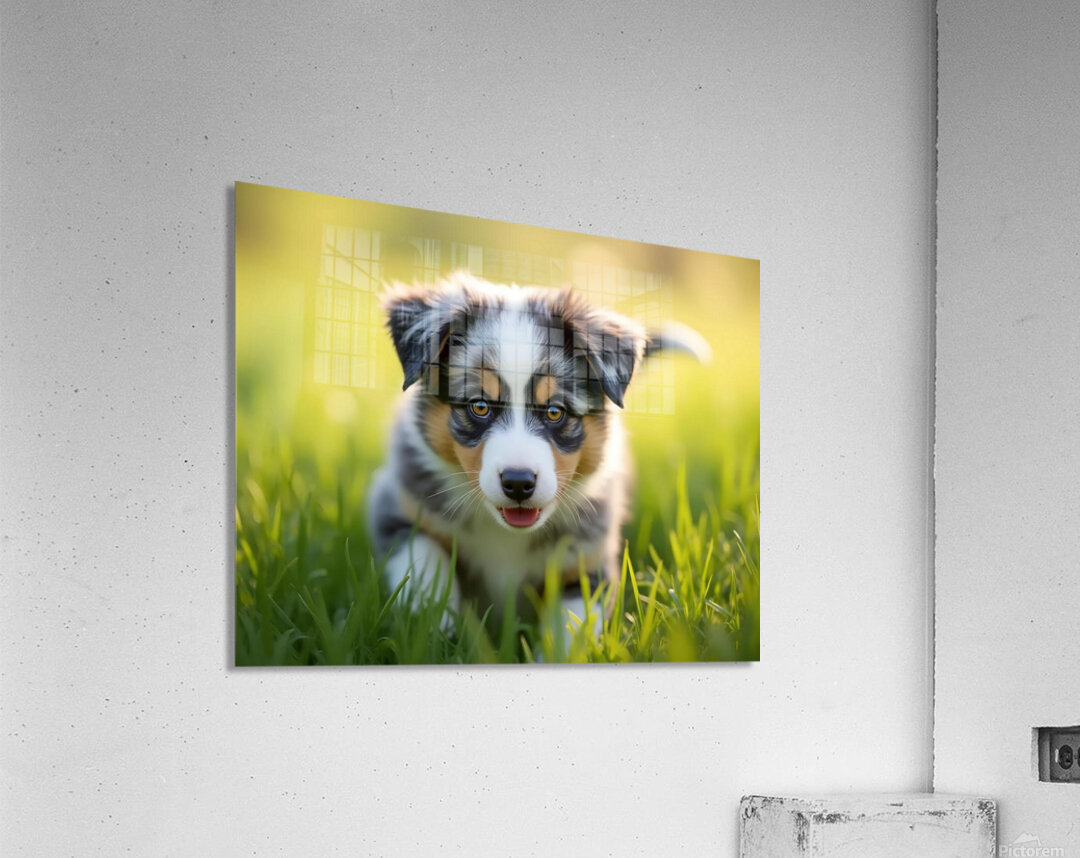 Blue Merle Australian Shepherd Puppy Ready To Play Hide And Seek Acrylic Print