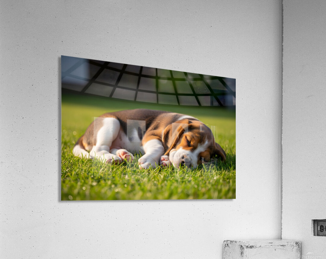 Beagle Puppy Peacefully Sleeping In Sunny Garden Acrylic Print