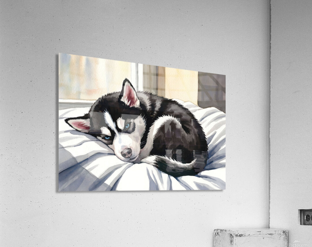 Sleepy Siberian Husky Puppy Napping In Sunbeam Acrylic Print
