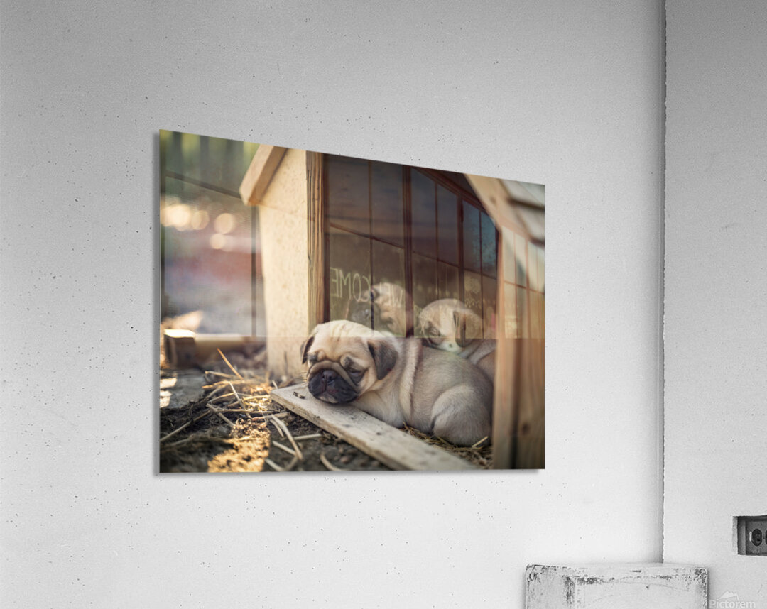 Pug Puppy Settles Comfortably With Sleeping Friends Acrylic Print