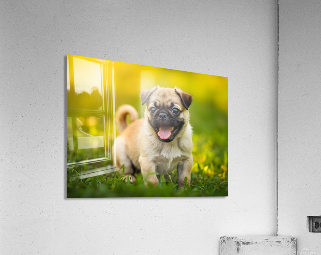 Pug Puppy Successfully Completes Stay Command Acrylic Print