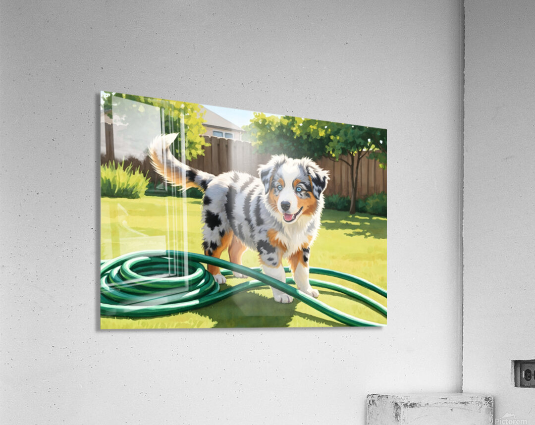Australian Shepherd Puppy Discovers Garden Hose Acrylic Print