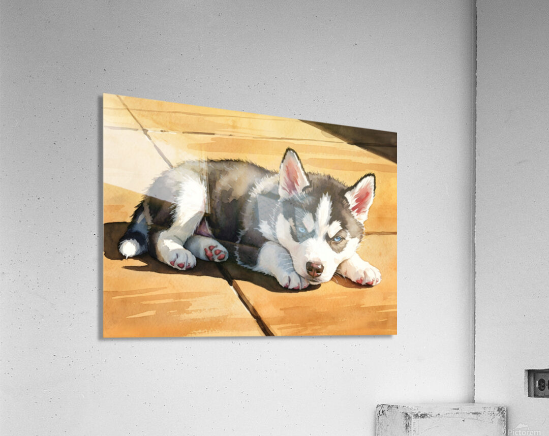 Siberian Husky Puppy Basking In Golden Sunlight Acrylic Print