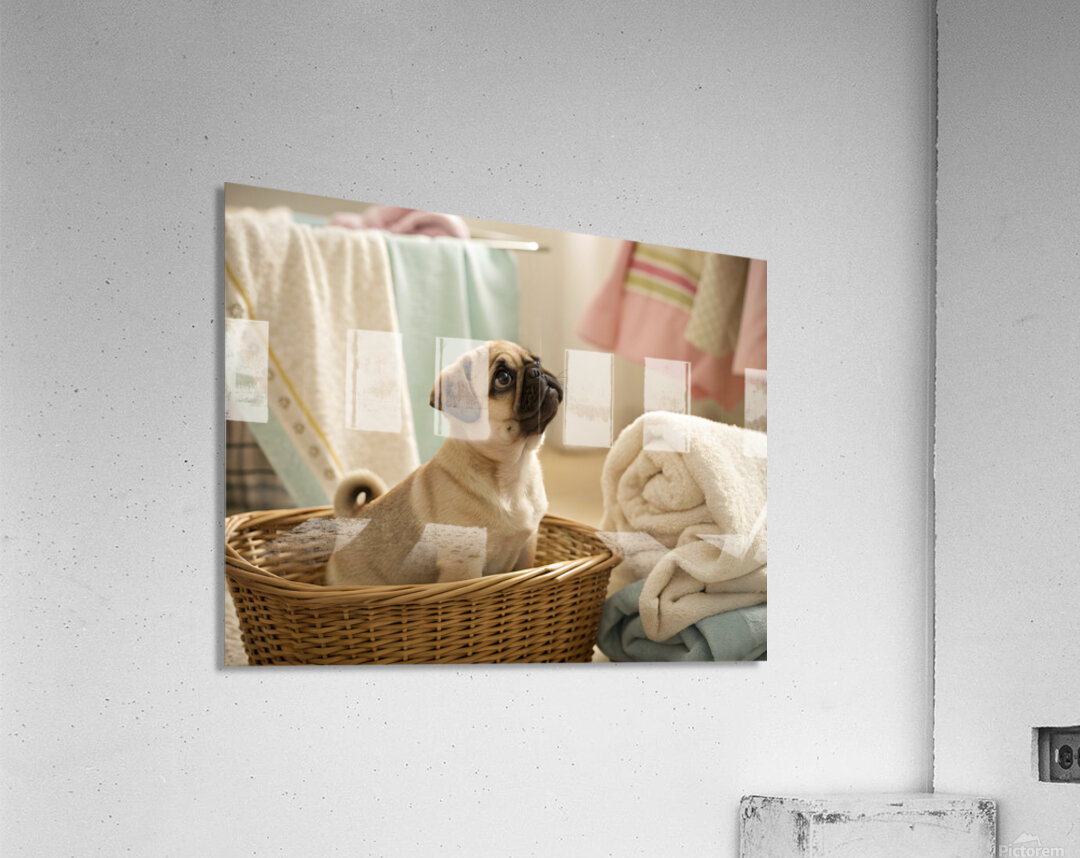 Pug Puppy Discovers Cozy Laundry Basket Acrylic Print