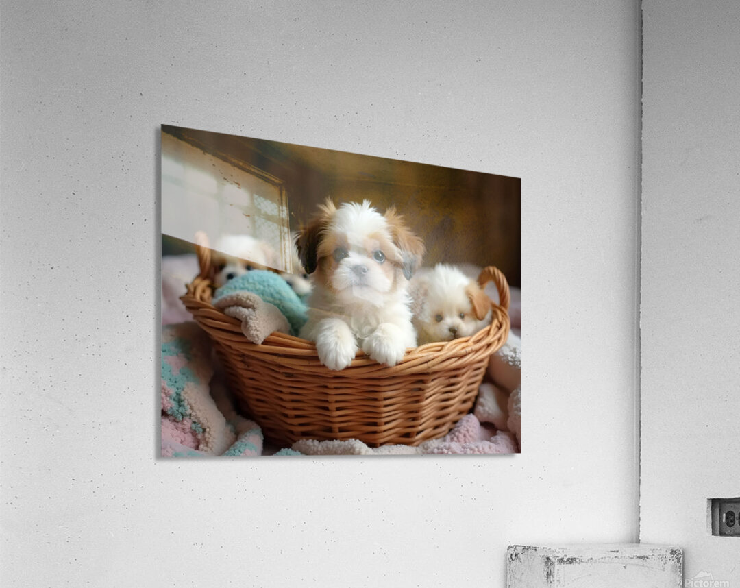 Shih Tzu Puppy Discovers Cozy Laundry Basket Adventure Acrylic Print