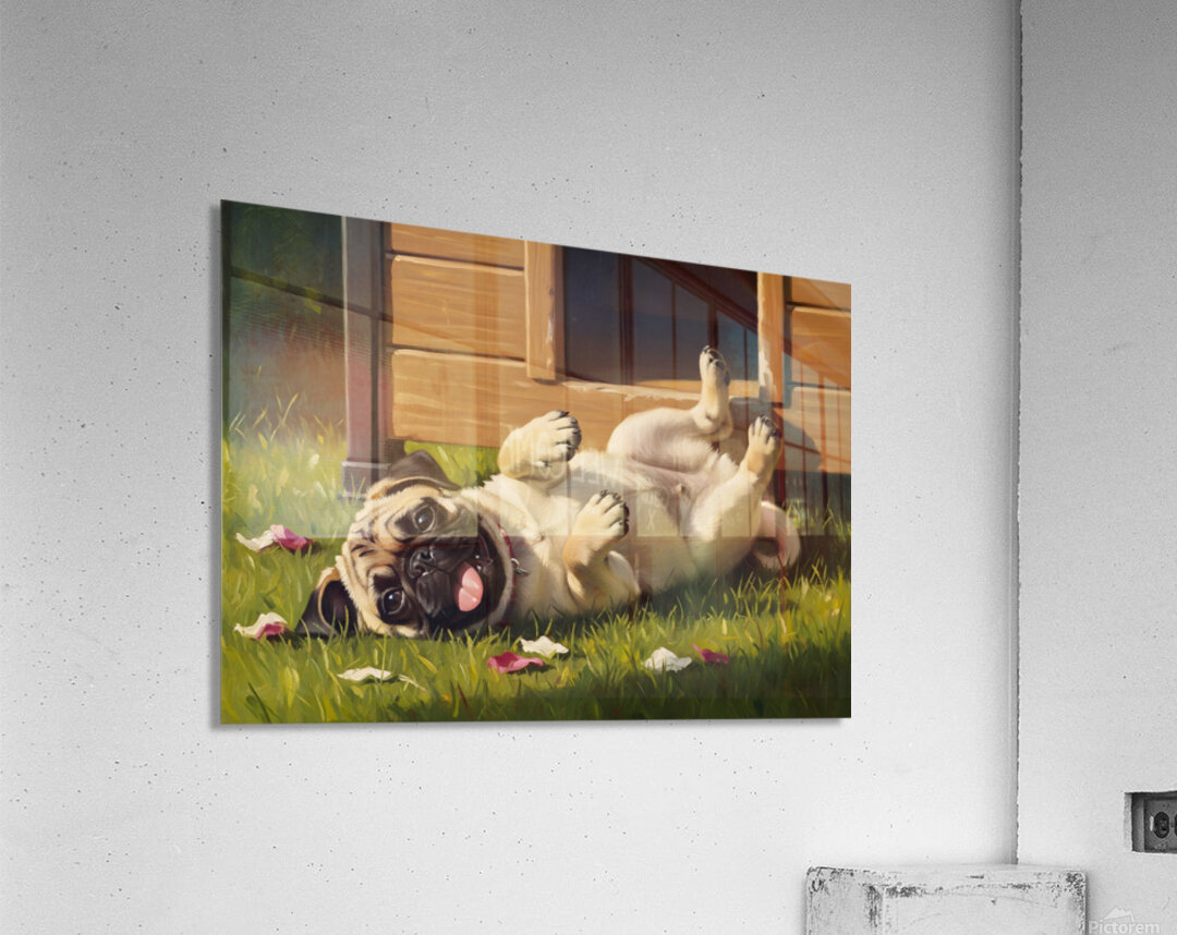 Playful Pug Puppy Enjoys Afternoon Fun Acrylic Print