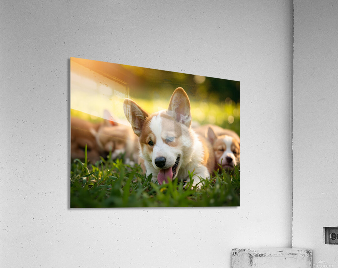 Tired Pembroke Welsh Corgi Puppy Resting After Playing With Siblings Acrylic Print