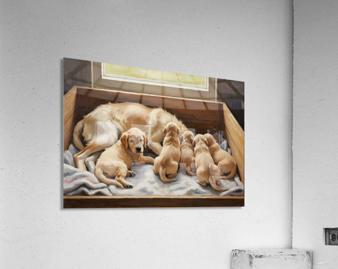 Golden Retriever Puppy Finds Comfort With Mother Acrylic Print