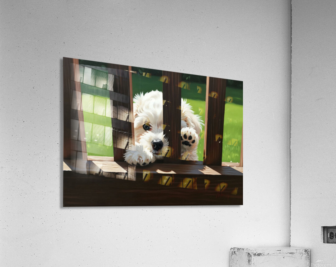White Bichon Frise Puppy Peeking Through Wooden Fence Acrylic Print