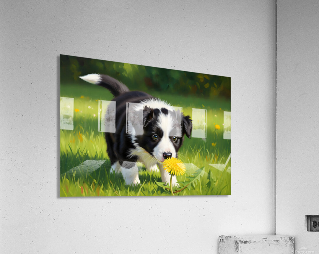 Border Collie Puppy Discovers Yellow Dandelion Acrylic Print
