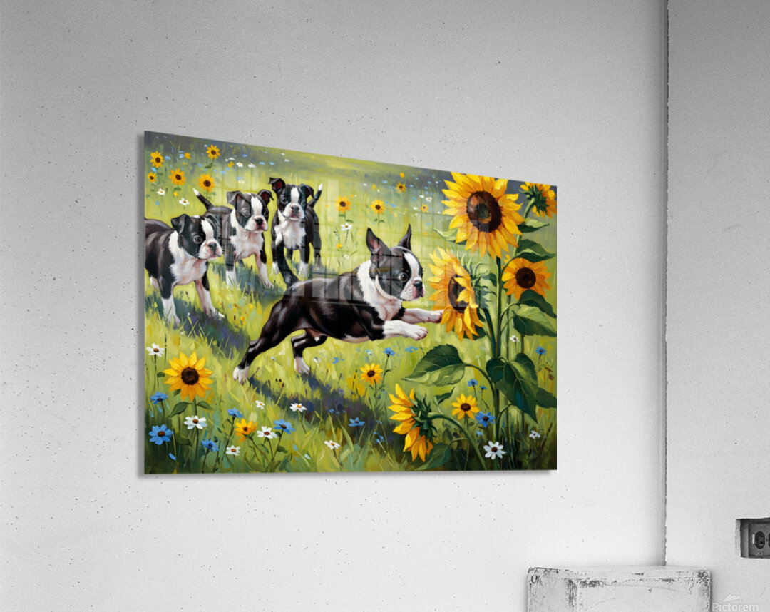 Boston Terrier Puppy Plays Near Beautiful Sunflower Acrylic Print