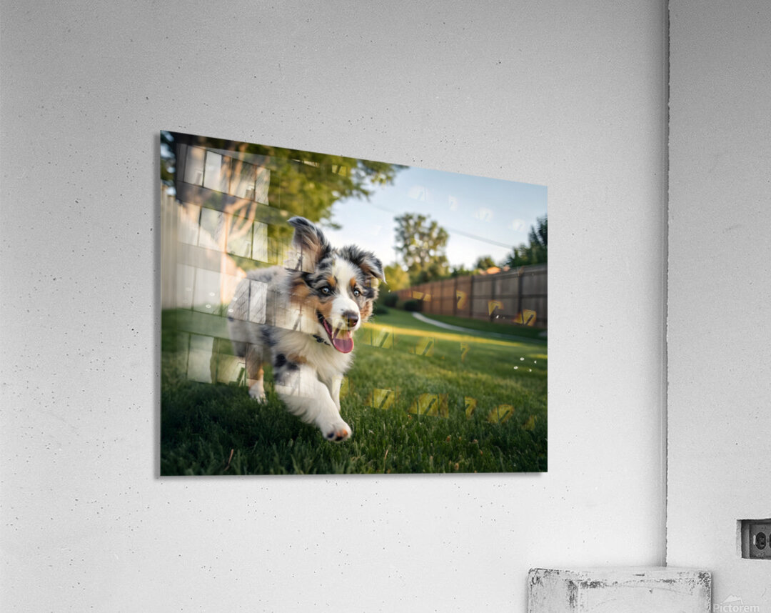 Australian Shepherd Puppy Gets The Zoomies In Backyard Acrylic Print