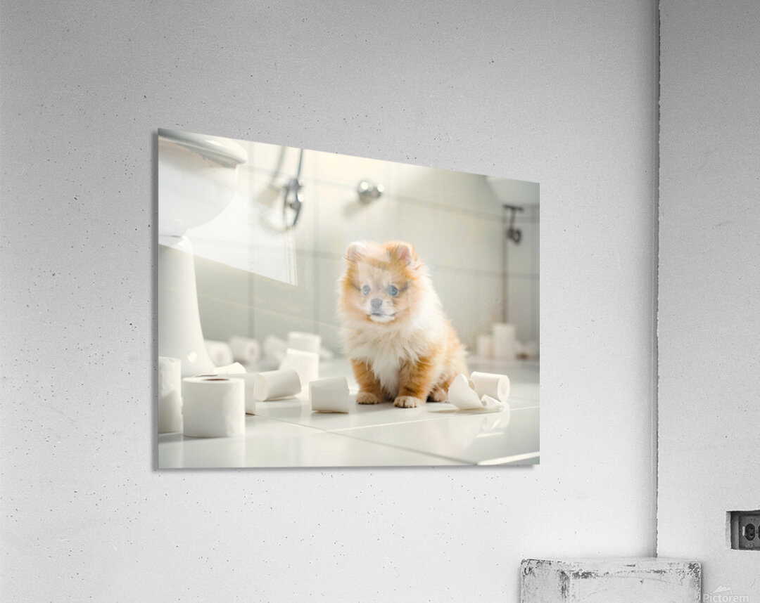 Pomeranian Puppy Discovers Toilet Paper Roll Acrylic Print