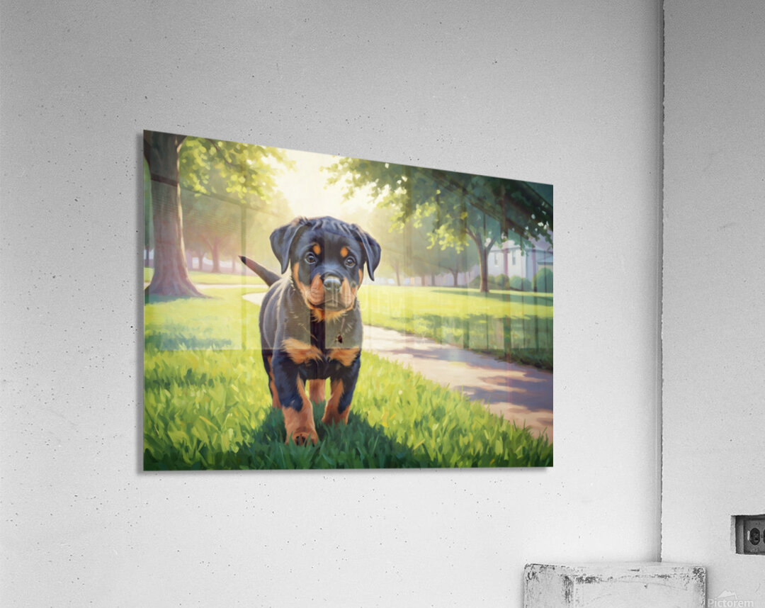 Young Rottweiler Puppy Explores The Park Alone Acrylic Print
