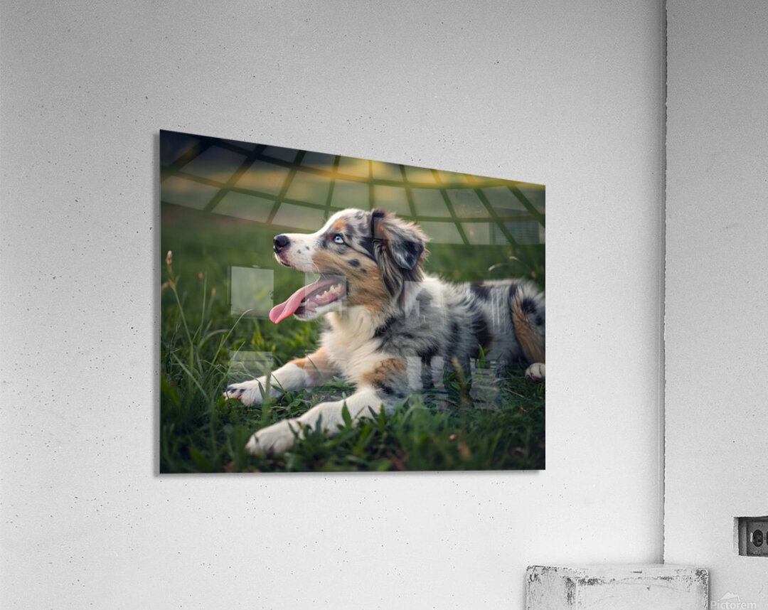 Tired Australian Shepherd Puppy Rests After Zoomies Acrylic Print