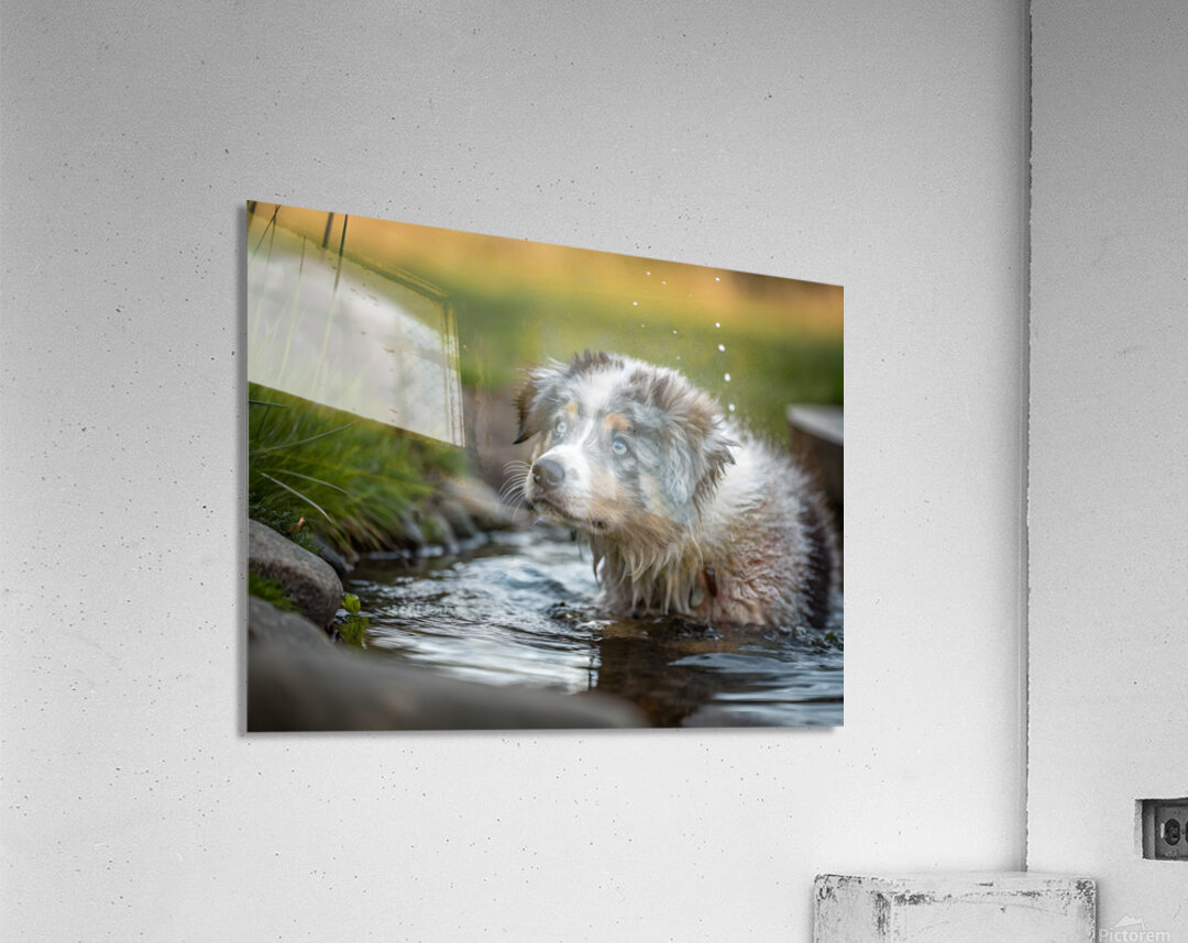 Australian Shepherd Puppy Emerges From Pond Water Acrylic Print