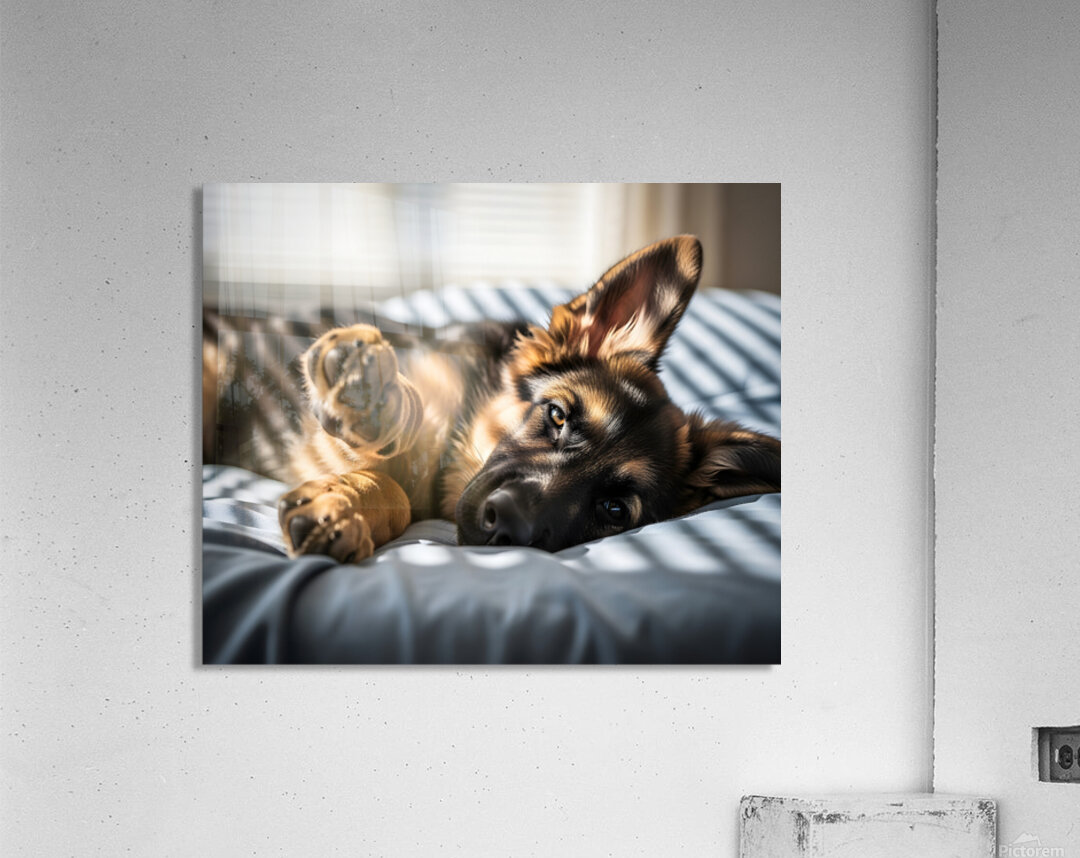 German Shepherd Puppy Waking Up From Nap Acrylic Print