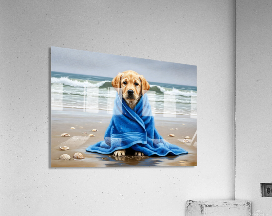Shivering Labrador Puppy Wrapped In Beach Towel Acrylic Print
