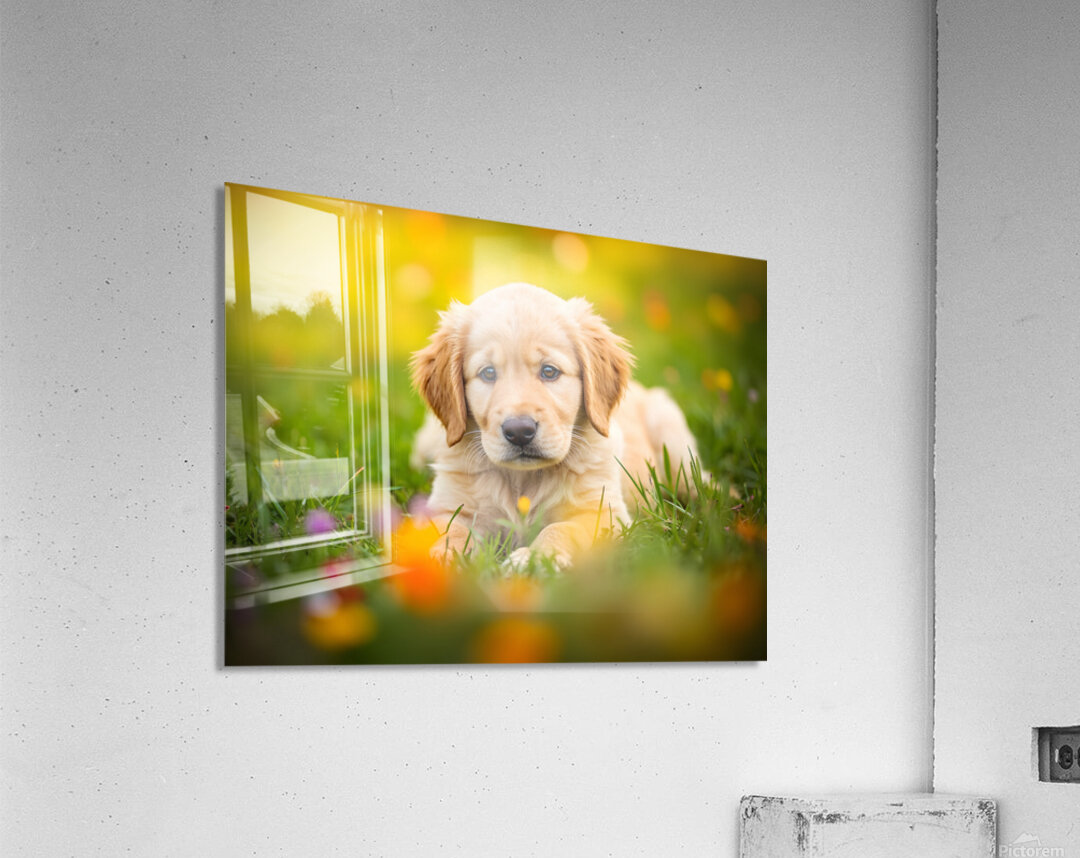 Golden Puppy Discovers The Perfect Stretch Position Acrylic Print