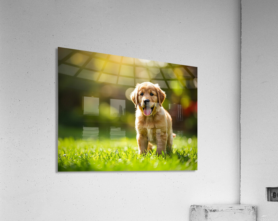 Proud Puppy Successfully Stands After Sploot Adventure Acrylic Print