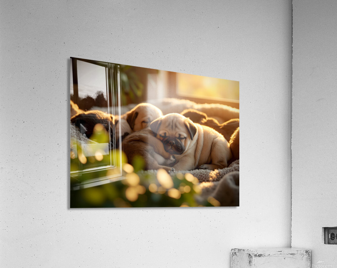 Pug Puppy Dreams In Sunny Spot Acrylic Print