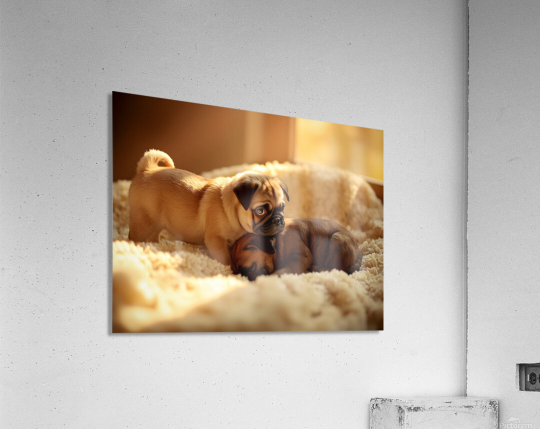 Pug Puppy Gently Wakes Sleeping Friend Acrylic Print