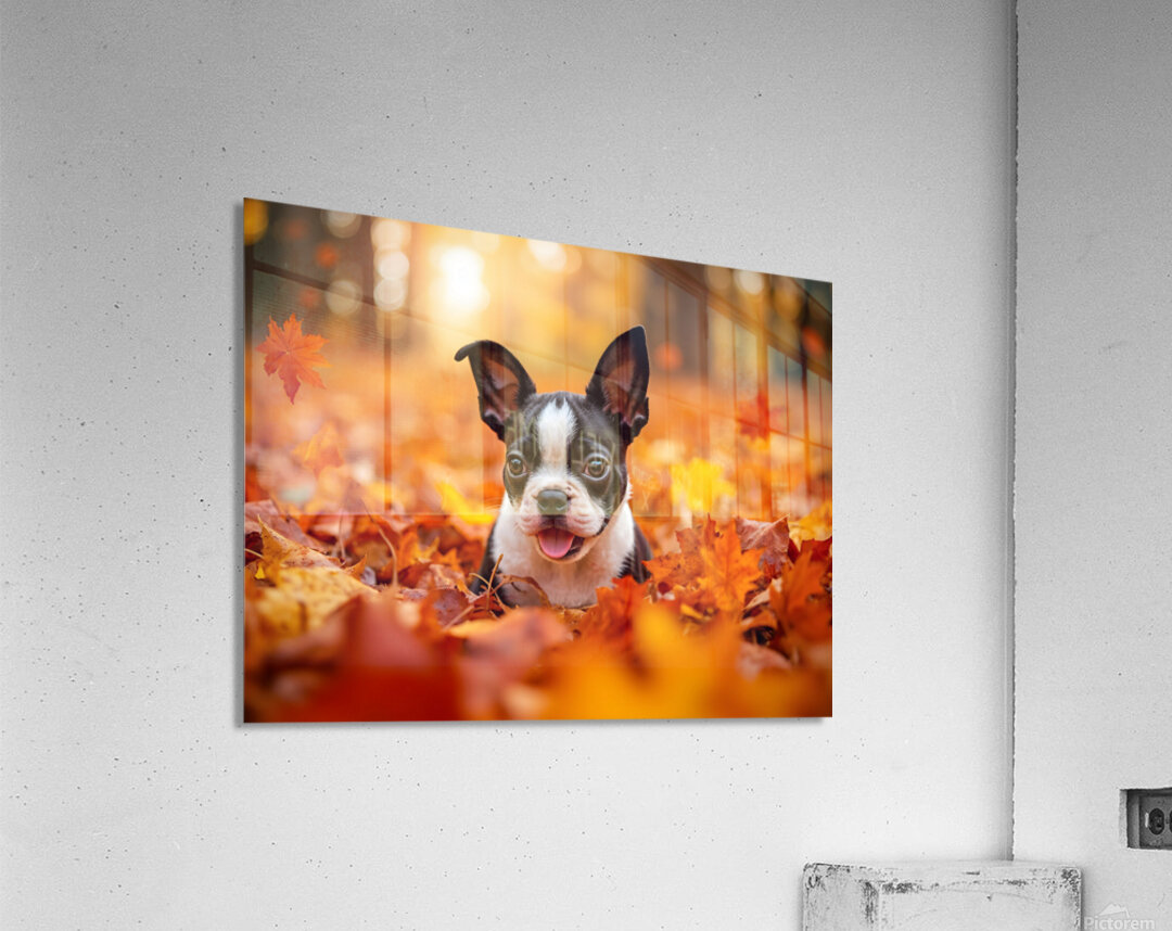 Boston Terrier Puppy Discovers Autumn Leaf Pile Acrylic Print
